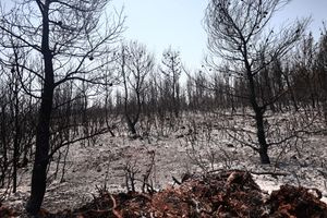 Η καμένη γη και ο ασυγκράτητος πολιτικός ναρκισσισμός