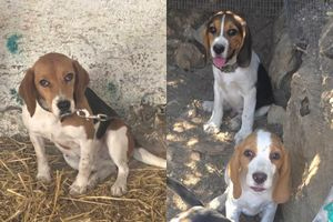 Χάθηκαν τρία σκυλάκια μαζί με τη μητέρα τους – Δίνεται αμοιβή