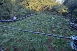 Εντοπίστηκε χασισοφυτεία με 4.000 δενδρύλλια σε χωριό της Λαμίας