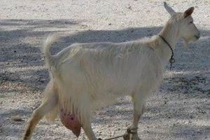 Είχε “παστουρώσει” 10 κατσίκες στη Μύκονο ένας 51χρονος- Συνελήφθη για κακομεταχείριση ζώων