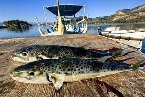 ΕΟΔΥ: Τι πρέπει να γνωρίζουμε για τον λαγοκέφαλο- Οι κίνδυνοι από δηλητηρίαση και δαγκώματα