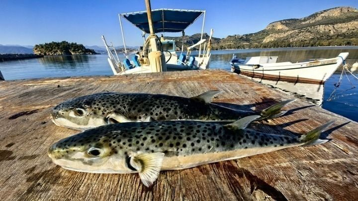 ΕΟΔΥ: Τι πρέπει να γνωρίζουμε για τον λαγοκέφαλο- Οι κίνδυνοι από δηλητηρίαση και δαγκώματα