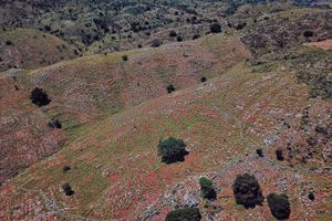 Ο μεγαλύτερος αρχαίος αμπελώνας της Ελλάδας βρίσκεται στον Ψηλορείτη