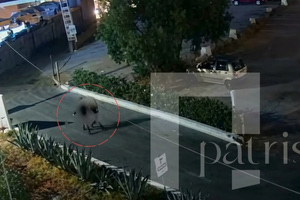 Καταγγελία για βιασμό: “Τίποτα δεν έγινε χωρίς τη θέληση της 18χρονης στα Μάλια” – Ελεύθερος με όρους ο 50χρονος σεκιούριτι (vid)