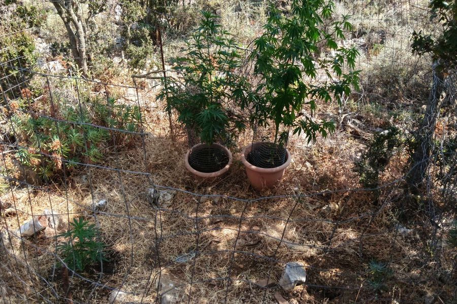 Ρέθυμνο: Εκριζώθηκαν 45 δενδρύλλια κάνναβης – Χειροπέδες σε 3 άτομα