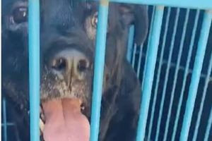 Πρόστιμο 6.300 ευρώ σε 47χρονη για κακοποίηση σκύλου στην περιοχή της Πολίχνης