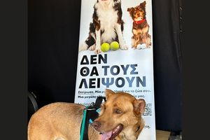 Δήμος Μινώα Πεδιάδας: Συνεχίζεται έως τις 4 Αυγούστου η δωρεάν κτηνιατρική δράση στο Δήμο Μινώα Πεδιάδας
