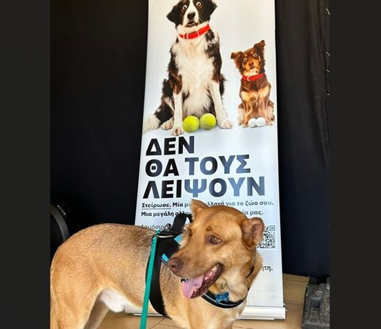 Δήμος Μινώα Πεδιάδας: Συνεχίζεται έως τις 4 Αυγούστου η δωρεάν κτηνιατρική δράση στο Δήμο Μινώα Πεδιάδας