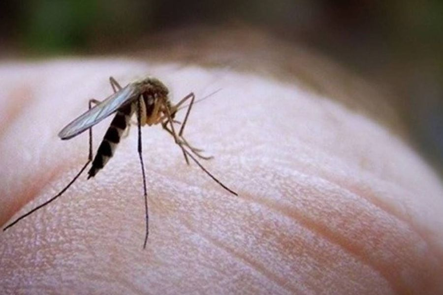 Γιατί λέγεται «ιός του Δυτικού Νείλου»; Η άγνωστη ιστορία πίσω από το όνομα