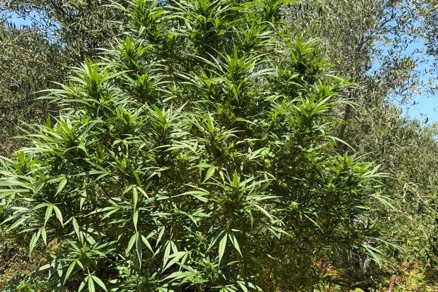 Συνελήφθη 63χρονος για καλλιέργεια κάνναβης στο Ρέθυμνο – Εντοπίστηκαν 13 δενδρύλλια (pics)