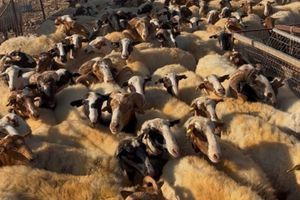 ΑΑΔΕ: Μαζικοί έλεγχοι για αγροτικές επιδοτήσεις στη Κρήτη – Στο μικροσκόπιο 195 κτηνοτρόφοι (pics)