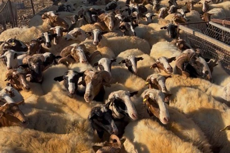 ΑΑΔΕ: Μαζικοί έλεγχοι για αγροτικές επιδοτήσεις στη Κρήτη – Στο μικροσκόπιο 195 κτηνοτρόφοι (pics)