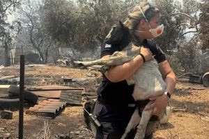 ΕΛΑΣ: «Όταν το καθήκον συναντά την ανθρωπιά» – Η φωτογραφία της αστυνομικού που διέσωσε κατσικάκι