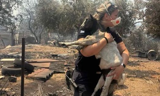 ΕΛΑΣ: «Όταν το καθήκον συναντά την ανθρωπιά» – Η φωτογραφία της αστυνομικού που διέσωσε κατσικάκι