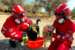Πάνω από 280 ζώα σώθηκαν στις καταστροφικές πυρκαγιές – Τα 131 επέστρεψαν στις οικογένειές τους