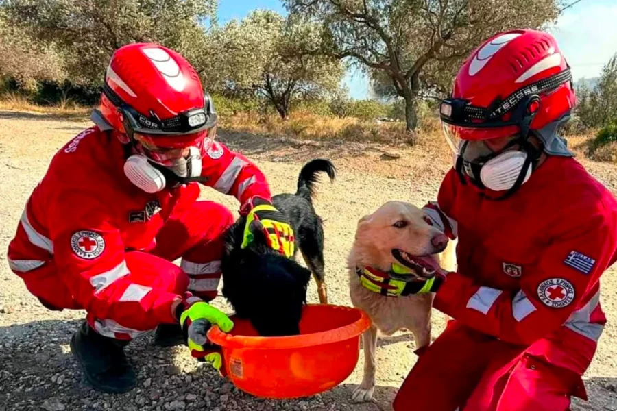 Πάνω από 280 ζώα σώθηκαν στις καταστροφικές πυρκαγιές – Τα 131 επέστρεψαν στις οικογένειές τους