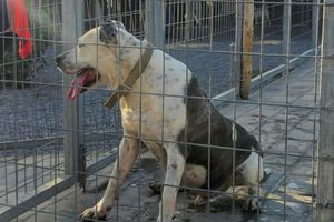 Επιστολή Μιχάλη Καραμαλάκη για τη διαχείριση των αδέσποτων ζώων και την επέκταση του δημοτικού κυνοκομείου