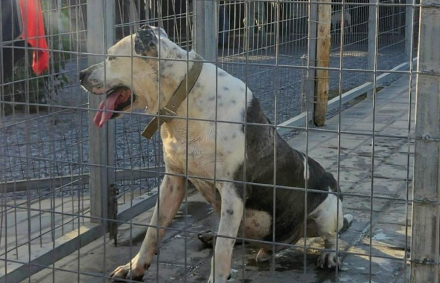 Επιστολή Μιχάλη Καραμαλάκη για τη διαχείριση των αδέσποτων ζώων και την επέκταση του δημοτικού κυνοκομείου