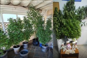 Μετέτρεψαν το μπαλκόνι τους σε “ζούγκλα” κάνναβης με δέντρα πάνω από 2 μέτρα