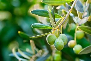 Προς μια βέλτιστη άρδευση στην ελιά: Οι προκλήσεις της νέας εποχής και το στοίχημα για την ελαιοκαλλιέργεια