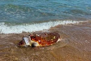 Χανιά: Τρίτη νεκρή χελώνα καρέτα καρέτα στο ίδιο σημείο!