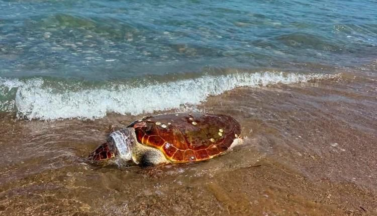 Χανιά: Τρίτη νεκρή χελώνα καρέτα καρέτα στο ίδιο σημείο!