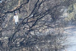 «Αληθινή» η απόγνωση αγρότη: Έχασε τις ελιές του από την πυρκαγιά στη Μεσσαρά αλλά ο ΕΛΓΑ δεν τον αποζημιώνει