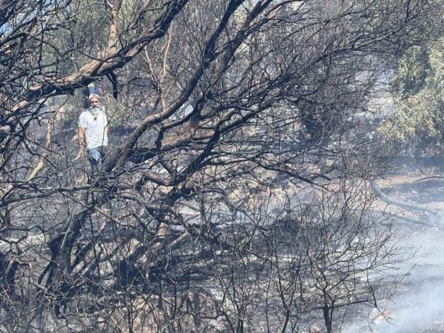 «Αληθινή» η απόγνωση αγρότη: Έχασε τις ελιές του από την πυρκαγιά στη Μεσσαρά αλλά ο ΕΛΓΑ δεν τον αποζημιώνει