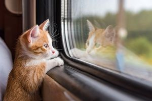 Καταγγελία για απαράδεκτη συμπεριφορά σε επιβάτιδα με γάτα σε δρομολόγιο του ΚΤΕΛ Μαγνησίας