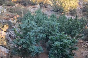 «Ξηλώθηκαν» 12 φυτείες κάνναβης στο Ρέθυμνο – 114 δενδρύλλια, φυσίγγια και συλλήψεις – φωτογραφίες