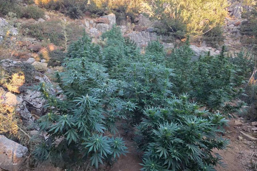 «Ξηλώθηκαν» 12 φυτείες κάνναβης στο Ρέθυμνο – 114 δενδρύλλια, φυσίγγια και συλλήψεις – φωτογραφίες