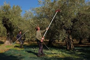 ΟΠΕΚΕΠΕ: Ανοιχτή από σήμερα η πλατφόρμα για αποζημιώσεις σε τρεις κατηγορίες παραγωγών