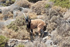 Έσφαξαν και έφαγαν αίγαγρο στη Σαμαριά;