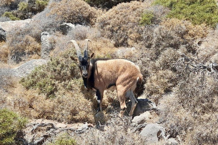 Έσφαξαν και έφαγαν αίγαγρο στη Σαμαριά;