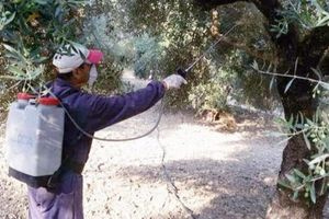 Υπογράφηκαν οι συμβάσεις για τα υλικά δακοκτονίας έως το 2028 και ξεκίνησαν οι παραδόσεις