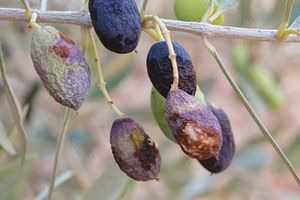 Ενημέρωση για την πορεία του Προγράμματος Δακοκτονίας 2026 Περιφέρειας Κρήτης