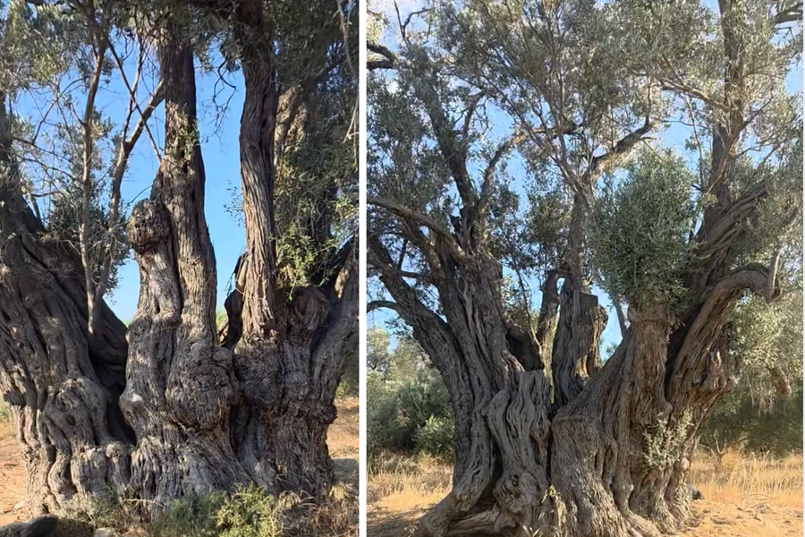 Μεσσαρά: Ούτε 10 άνδρες δε φτάνουν για να “αγκαλιάσουν” αυτή την υπεραιωνόβια ελιά που ακόμη βγάζει καρπούς (vid)