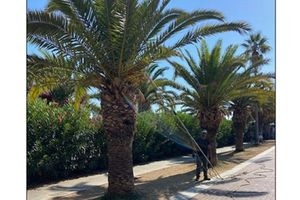 Πρόγραμμα φυτοπροστασίας των φοινίκων της παραλιακής υλοποιεί η Δνση Περιβάλλοντος Δήμου Ρεθύμνης