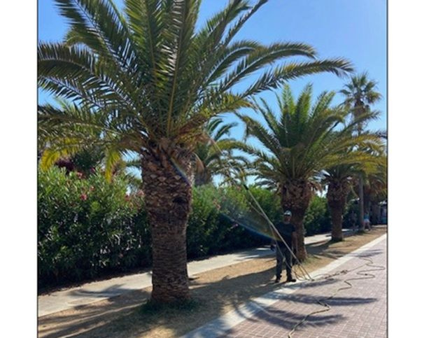 Πρόγραμμα φυτοπροστασίας των φοινίκων της παραλιακής υλοποιεί η Δνση Περιβάλλοντος Δήμου Ρεθύμνης