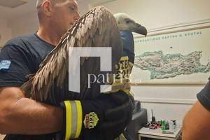 Γύπας δεν έφευγε από το φτερό αεροπλάνου που ήταν έτοιμο για απογείωση – Μεγάλη κινητοποίηση της πυροσβεστικής στο αεροδρόμιο Ηρακλείου – Δείτε το εντυπωσιακό βίντεο και φώτο