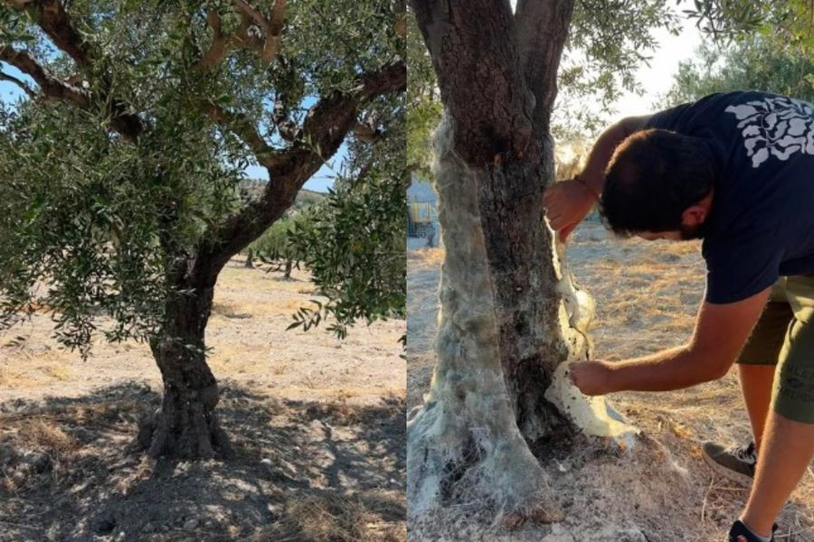 Με σύμβολο την ελιά θα ταξιδέψει στο Λουξεμβούργο η Ελληνική Ομάδα Γαστρονομίας