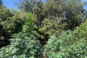 Ρέθυμνο: Εντοπίστηκαν δύο φυτείες και 26 δενδρύλλια κάνναβης