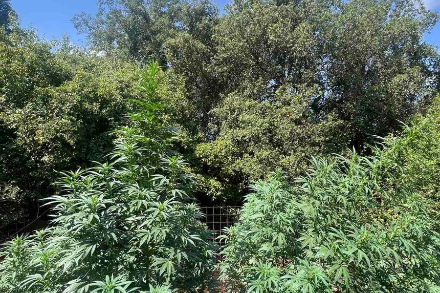 Ρέθυμνο: Εντοπίστηκαν δύο φυτείες και 26 δενδρύλλια κάνναβης
