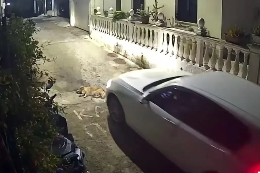 Φρίκη στην Κέρκυρα: Οδηγός αυτοκινήτου πατάει και σκοτώνει σκύλο που κοιμόταν