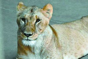 Ιαπωνία: Τρία λιοντάρια πέθαναν σε ζωολογικό κήπο, πιθανόν λόγω της ζέστης