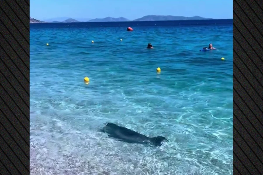 Βίντεο: Εμφανίστηκε φώκια στην Κινέτα, κολυμπούσε στα ρηχά δίπλα στους λουόμενους