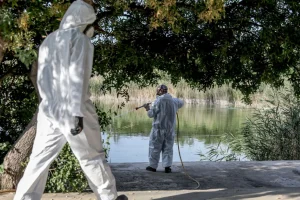 Γιατί ο ιός του Δυτικού Νείλου «χτυπά» φέτος την Αττική, ειδικά τα ανατολικά