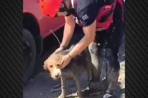 Έσωσαν σκύλο που εγκλωβίστηκε σε νησίδα στο Φράγμα Πηνειού