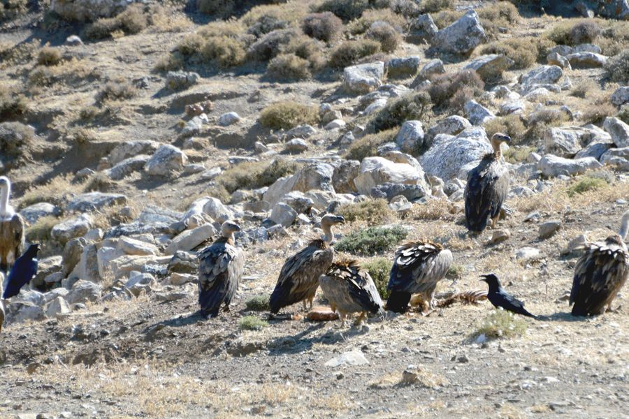 Η Κρήτη «στέλνει» όρνεα στην ηπειρωτική Ελλάδα