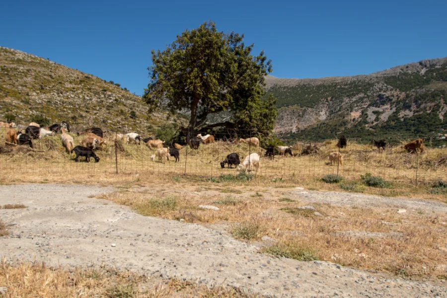 Πέθανε κτηνοτρόφος στη Λέσβο μετά τη θανάτωση του κοπαδιού του λόγω αφθώδους πυρετού